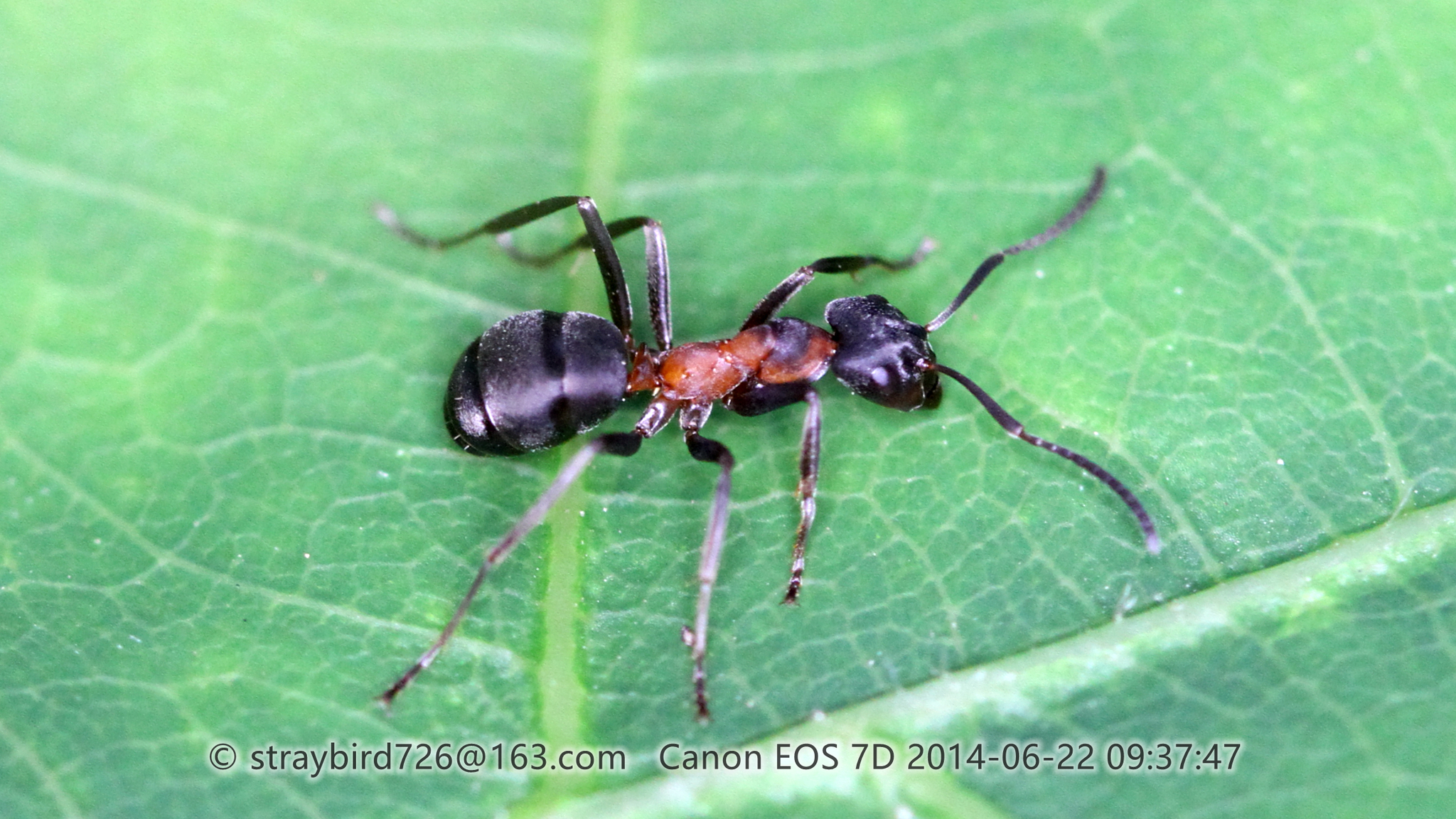 Formica manchu