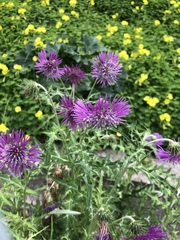 Galactites tomentosus