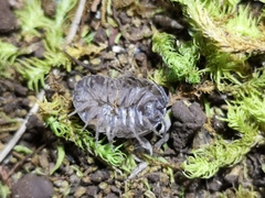 Armadillidium simoni
