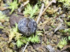 Armadillidium simoni