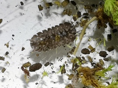 Armadillidium simoni