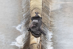 Myotis macropus