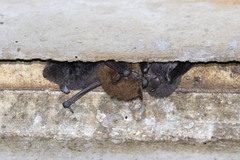 Myotis macropus