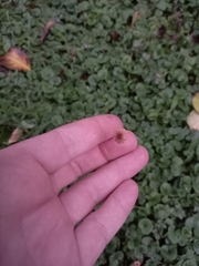Marasmius siccus