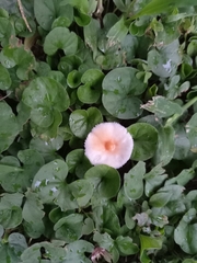 Leucoagaricus rubrotinctus