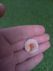 Leucoagaricus rubrotinctus