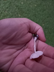 Leucoagaricus rubrotinctus