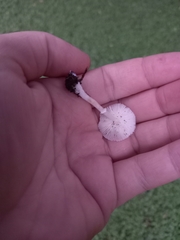 Leucoagaricus rubrotinctus