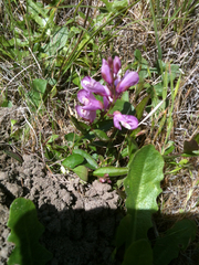 Rhinotropis californica