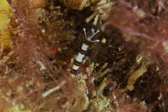 Proceraea