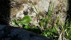 Umbilicus intermedius