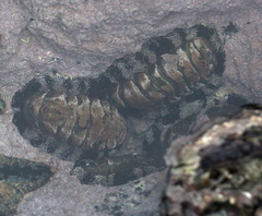 Chitonidae