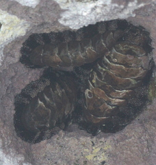 Acanthopleura