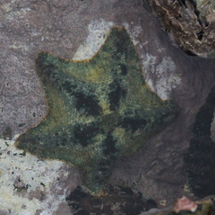 Asterinidae