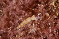 Coryphellina poenicia image