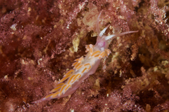 Coryphellina poenicia