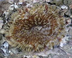 Heteractis aurora