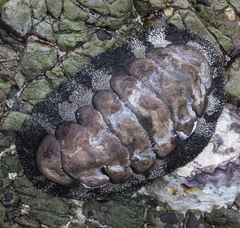 Chitonoidea