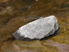 Pseudagrion sublacteum