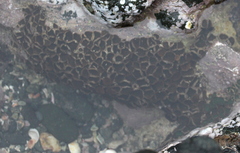 Zoantharia
