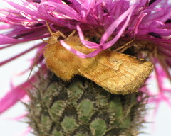 Eriopygodes imbecilla