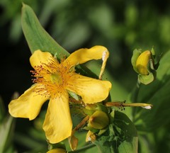 Hypericum ascyron gebleri