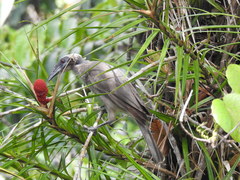 Philemon buceroides yorki