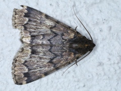 Mormoscopa phricozona