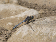 Orthetrum chrysostigma