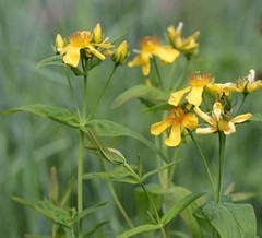 Hypericum ascyron gebleri