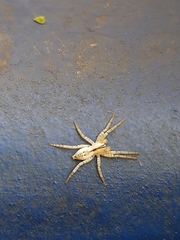 Arachosia praesignis