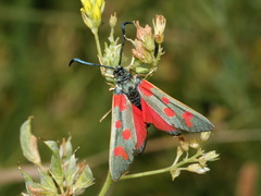 Zygaena centaureae