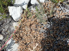 Helichrysum cylindriflorum