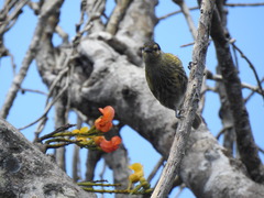 Xanthotis macleayanus