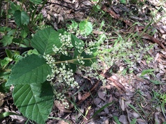 Trymalium odoratissimum