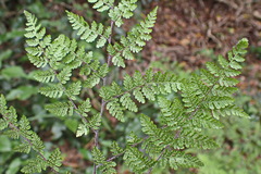 Cheilanthes bergiana