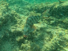 Goniistius rubrolabiatus