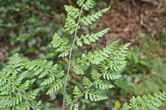 Cheilanthes bergiana