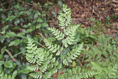 Cheilanthes bergiana