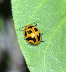 Paropsisterna octomaculata