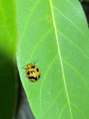Paropsisterna octomaculata