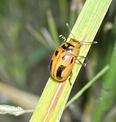 Calomela crassicornis