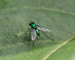 Chrysosoma leucopogon