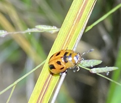 Calomela crassicornis