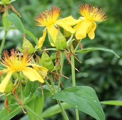 Hypericum ascyron gebleri