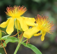 Hypericum ascyron gebleri