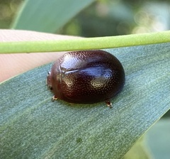 Dicranosterna picea