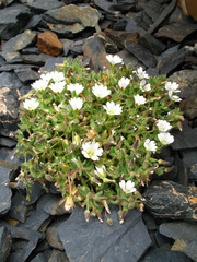 Cerastium kasbek