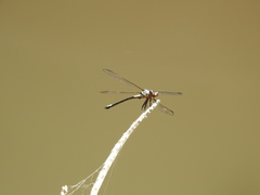 Diphlebia euphoeoides