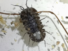 Armadillidium alassiense